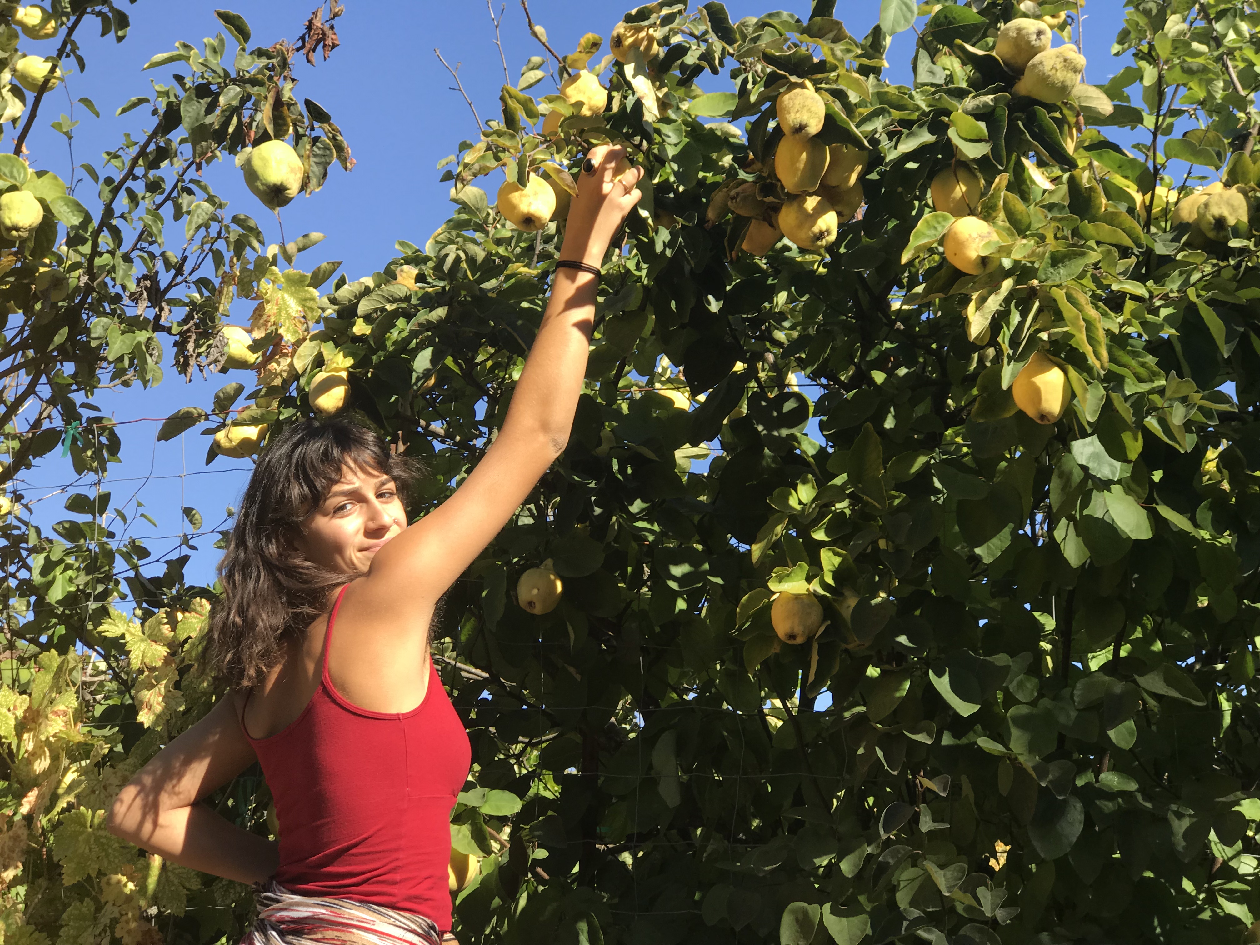 Alebalu Pollow – Rice with Cherries