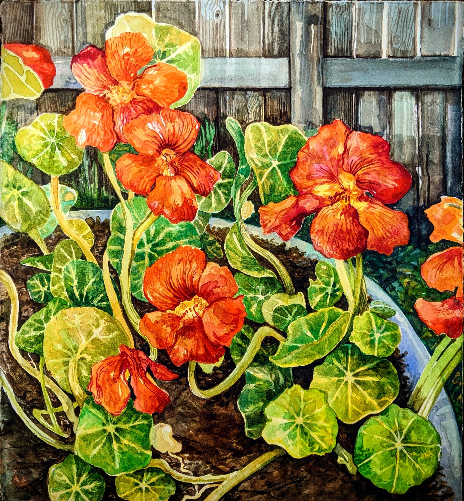 Nasturtiums